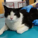 Znaleziono kota, Szczecin, 9 stycznia 2026