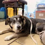 Pies do adopcji, Kraków, 27 grudnia 2025