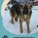 Znaleziono psa, Dąbrówka, 10 stycznia 2026