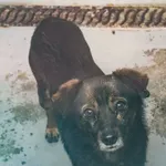 Znaleziono psa, Skałowo, 12 stycznia 2026