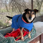 Oddam psa, Kazimierzowo, 12 stycznia 2026