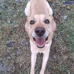 Znaleziono psa, Szczecin, 10 stycznia 2025