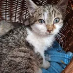 Kot do adopcji, Orzechowce, 10 stycznia 2026