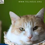 Kot do adopcji, Rzeszów, 12 stycznia 2026