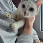 Kot do adopcji, Czartki, 12 stycznia 2026