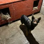 Pies do adopcji, Zgierz, 11 stycznia 2026