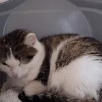 Kot do adopcji, Orzechowce, 10 stycznia 2026