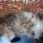 Kot do adopcji, Orzechowce, 10 stycznia 2026