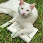 Zaginął kot, Łódź, 11 stycznia 2026