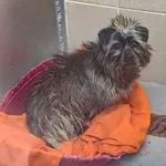 Znaleziono psa, Skałowo, 12 stycznia 2026