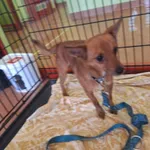 Znaleziono psa, Skałowo, 12 stycznia 2026