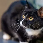 Kot do adopcji, Sopot, 11 stycznia 2026