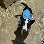 Pies do adopcji, Zgierz, 9 stycznia 2026