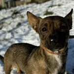 Pies do adopcji, Bydgoszcz, 12 stycznia 2026