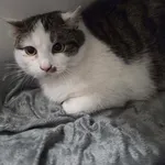 Kot do adopcji, Jelenia Góra, 30 grudnia 2025