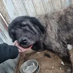 Znaleziono psa, Racławice, 9 stycznia 2026