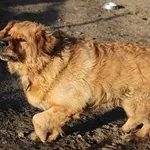 Pies do adopcji, Oborniki, 30 grudnia 2024