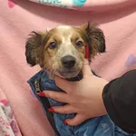 Znaleziono psa, Racławice, 10 stycznia 2026