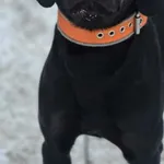 Pies do adopcji, Oborniki, 27 grudnia 2025