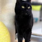 Kot do adopcji, Piła, 21 listopada 2025