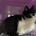 Znaleziono kota, Lublin, 11 stycznia 2026