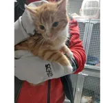 Znaleziono kota, Białystok, 12 stycznia 2026