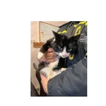 Znaleziono kota, Białystok, 12 stycznia 2026