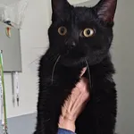 Znaleziono kota, Lublin, 10 stycznia 2026