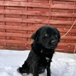 Znaleziono psa, Czartki, 12 stycznia 2026