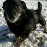 Pies do adopcji, Bydgoszcz, 12 stycznia 2026