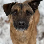 Pies do adopcji, Bydgoszcz, 14 stycznia 2026