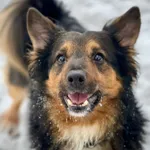 Pies do adopcji, Bydgoszcz, 14 stycznia 2026