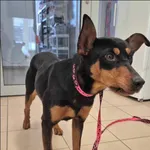 Znaleziono psa, Grudziądz, 13 stycznia 2026