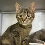 Kocurek poz. 25/014/K