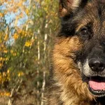 Pies do adopcji, Pieczyska, 13 stycznia 2026