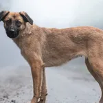 Pies do adopcji, Nowodwór, 13 stycznia 2026