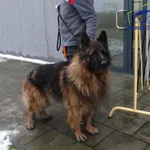 Znaleziono psa, Szczecin, 14 stycznia 2025