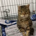 Znaleziono kota, Toruń, 8 stycznia 2026