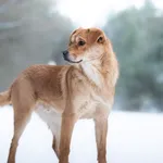 Pies do adopcji, Nowodwór, 13 stycznia 2026