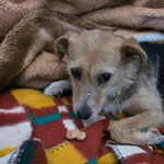 Znaleziono psa, Szczecin, 14 stycznia 2026