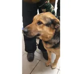 Znaleziono psa, Białystok, 13 stycznia 2026