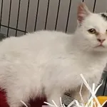 Znaleziono kota, Toruń, 12 stycznia 2026