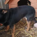 Znaleziono psa, Racławice, 11 stycznia 2026