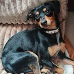 Znaleziono psa, Wrocław, 13 stycznia 2026