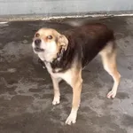 Pies do adopcji, Racibórz, 13 stycznia 2026