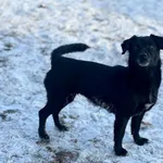 Pies do adopcji, Bydgoszcz, 14 stycznia 2026