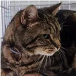 Kot do adopcji, Wrocław, 10 stycznia 2026