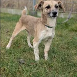 Znaleziono psa, Grudziądz, 31 października 2025