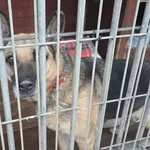 Pies do adopcji, Gorzów Wielkopolski, 11 stycznia 2026