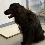 Znaleziono psa, Lublin, 14 stycznia 2026